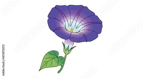 Elegant purple morning glory illustration against a pristine white background, detailed botanical artwork in a minimalist design, a vibrant