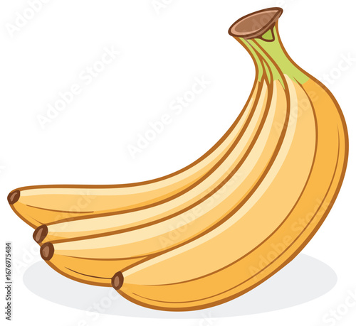 Fresh ripe bananas illustration isolated on white, close up view of the fruit bunch