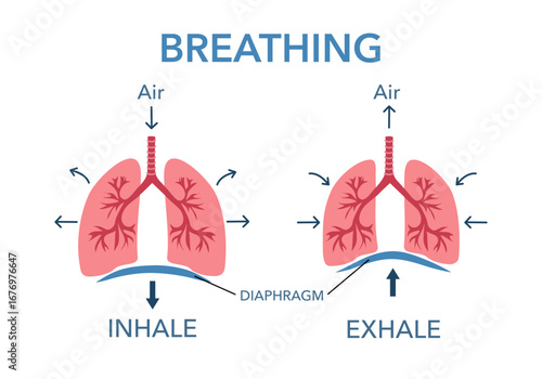 Human respiratory system depicting breathing in and out airway vector illustration.