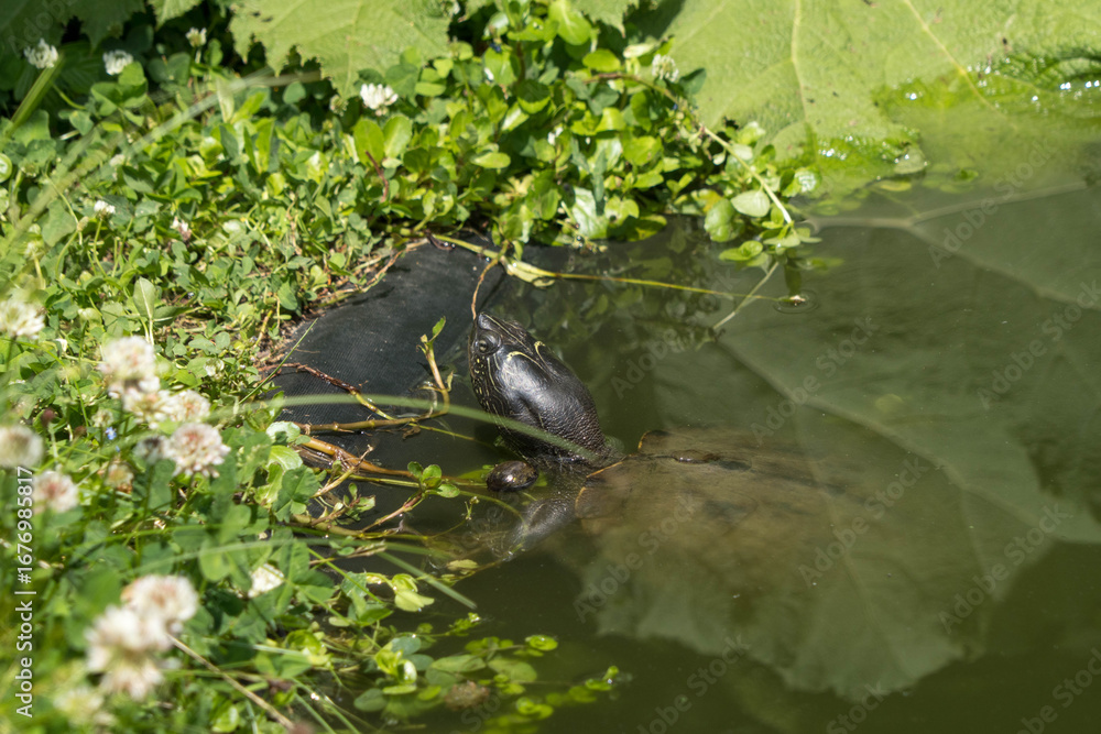 Naklejka premium European pond turtle (Emys orbicularis) with