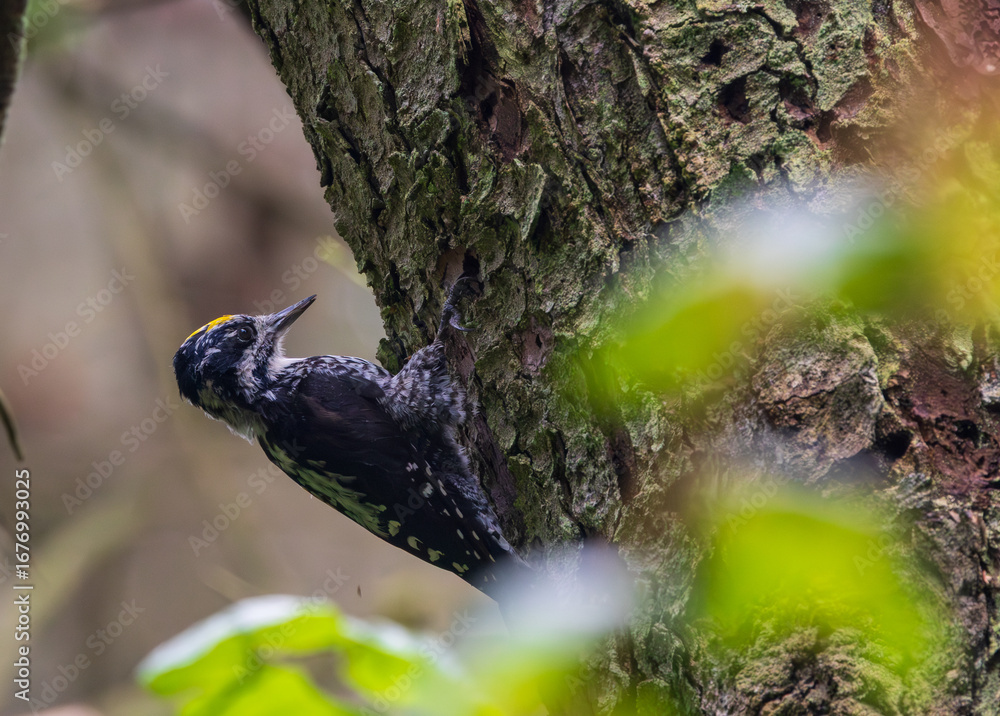 Fototapeta premium Eurasian Three-toed woodpecker (Picoides tridactylus) close up