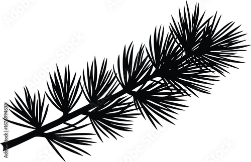 black silhouette of a pine tree branch with needle.