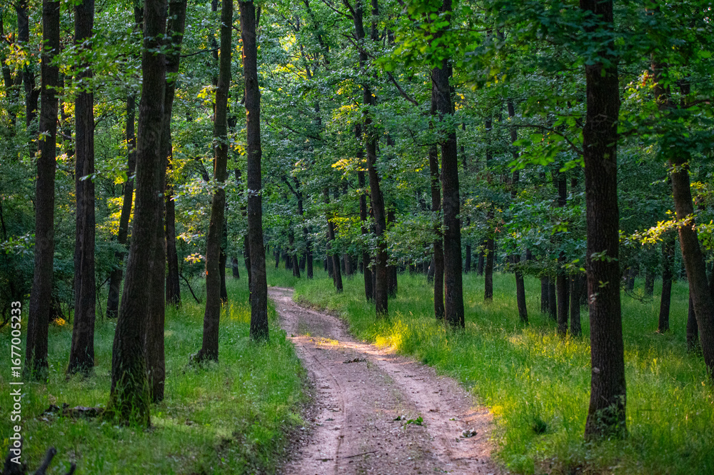 Fototapeta premium Walking path in forest. Forest road.