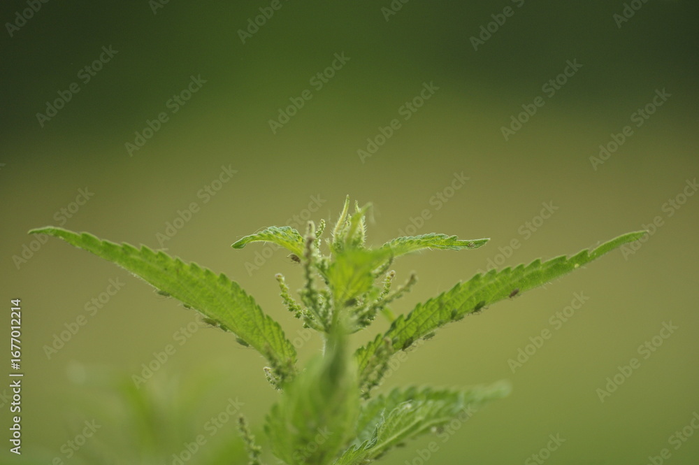 Fototapeta premium Green aphids on flowering nettle.