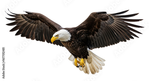 Isolated Bald Eagle
