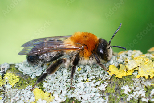 Papier peint Closeup on a colorful female Grey-patched mining bee , Andrena nitida on a liche