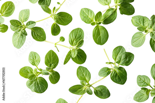 Fresh Oregano Sprigs Scattered on White isolated on a transparent background herb