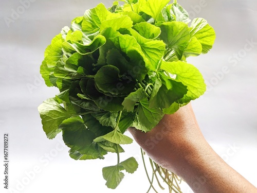 Hand holding Centella asiatica leaves, Latin name: Centella asiatica, isolated on a white background