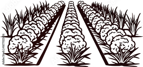 Illustration of cauliflower vegetable rows in farm field hand drawn engraving agricultural landscape