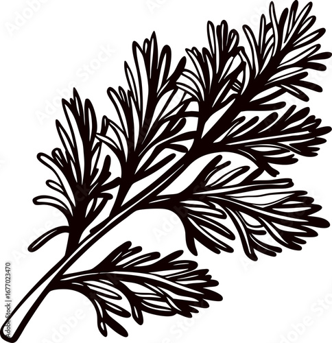 Hand drawn ink illustration of parsley herb sprig with detailed leaves isolated on white background