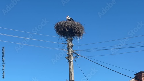 A white stork sits peacefully in its large nest built on top of a utility pole. The nest is high above the ground against a clear, vibrant blue sky on a sunny day.