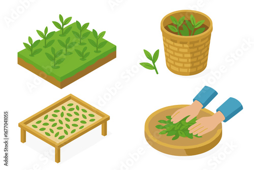 Isometric tea production icon set. Vector illustration of tea farming stages: plantation growth, leaf picking into basket, withering on drying rack, and manual hand rolling.