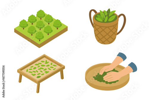 Tea production process icon set. Isometric vector illustration of tea farming, plantation, leaf picking, harvesting in basket, drying on rack, and manual rolling. Agriculture concept.