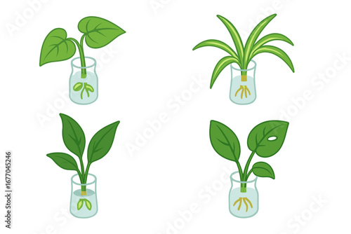 Plant propagation vector icons. Houseplant cuttings rooting in water glass. Pothos, spider plant, monstera, peace lily. Isometric flat cartoon illustration set for gardening.