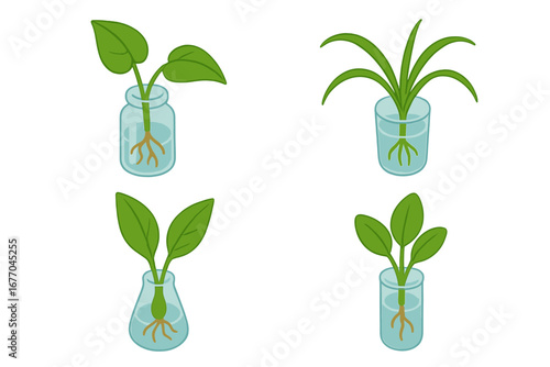 Plant propagation icon set showing houseplant cuttings rooting in water. Isometric vector illustration of pothos, spider plant, and peace lily for gardening and botany concepts.