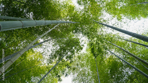 Looking Up Through Tall Bamboo Forest Canopy
