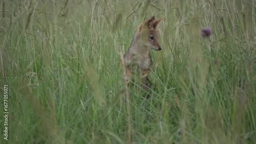 Black backed jackal pounces through tall green grass, in pursuit of prey