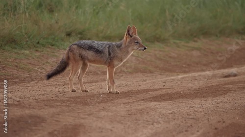 Young jackal scratches itchy neck with back leg while sitting on dirt road at twilight, shakes and looks at camera