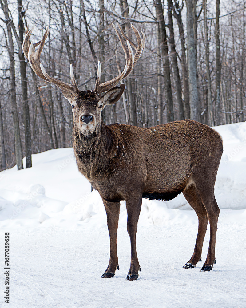 Fototapeta premium A beautiful elk in a winter landscape
