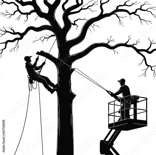 Arborists climbing tree, tree maintenance teamwork, professional rope access, arborist gear safety, pruning operation, forest workers, climbing harness, outdoor work