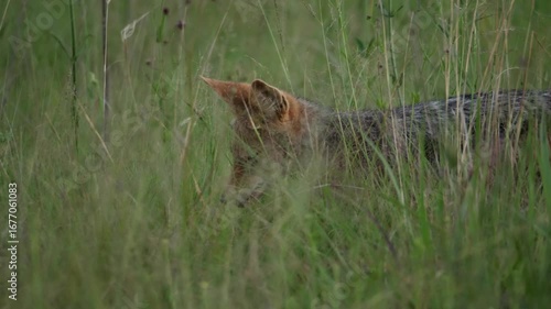 Face of jackal between tall green grass chews food and licks lips at twilight