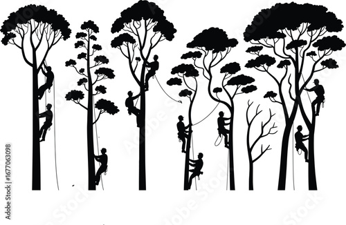 Tree climbers using rope access, arborist teamwork silhouette, black and white tree maintenance workers, forest arboriculture art, climbing professionals