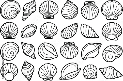 Seashell outlines, marine shells, ocean mollusks, spiral shells, fan shells, conch, scallop, beach, coastal, sea life, nature, flat vector illustration