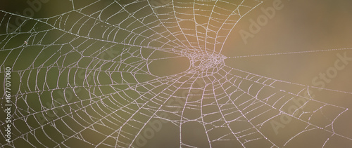 spider web in the morning with dew drops in autumn