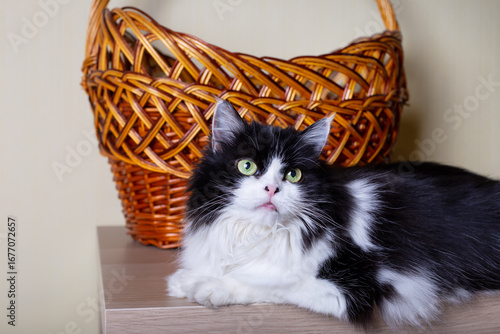 Beautiful Cat Persian breed on the background of the basket. Black and white color, green eyes. Metis. Close-up.