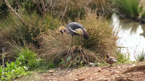 Crowned crane stands on seed laden grass bush and eats grass seeds. Yellow billed duck walks across foreground