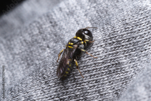 black-yellow colored insect (Ectemnius) resting on a piece of grey cloth