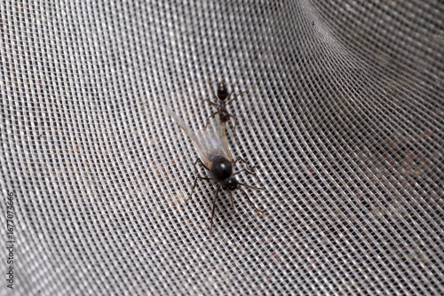 Black-winged ant (ant alate) attacked by small black ant on a fish net