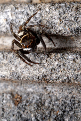 Male Adanson's house jumper, a jjumping spider (Hasarius adansoni) on a grey wall, located in West Java, Indonesia.