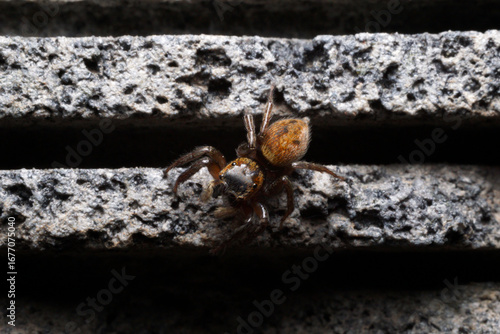 Female Adanson's house jumper. a jumping spider (Hasarius adansoni) on a grey wall, located in West Java, Indonesia.