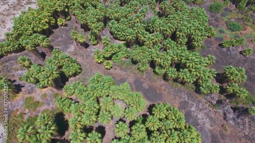 Color-Graded Nadir Drone of Desert Palm Oasis with Burn Scars for Groundwater-Dependent Ecosystem Mapping, Riparian Habitat Survey and Fire Ecology Assessment