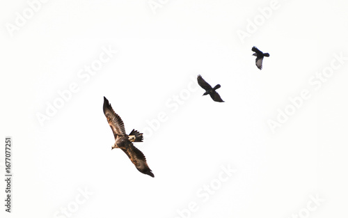 A Wedge-Tailed Eagle and Crows in Flight