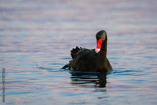 Black Swan Swimming with Reflection
