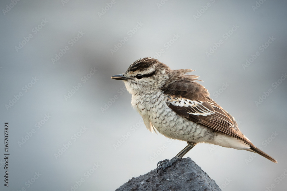 Fototapeta premium A White-fronted Chat Perched on a Post