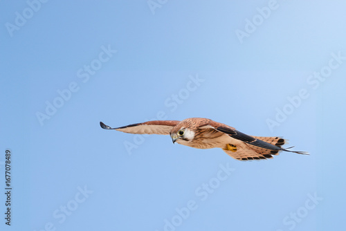 Nankeen Kestrel in Flight