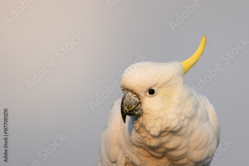 Sulphur-crested Cockatoo Portrait