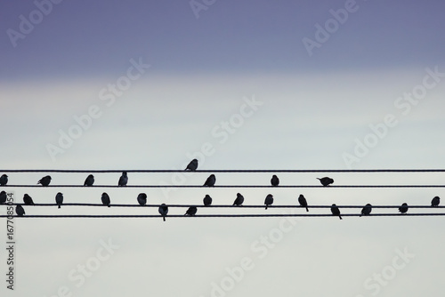 Birds on a Wire Like Musical Notes