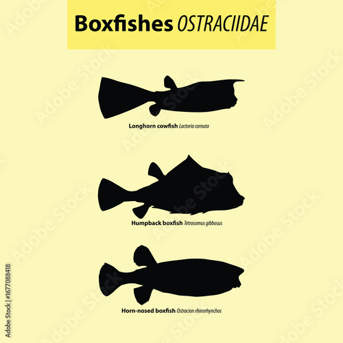 Boxfish Silhouette Identification Chart  Horn-nosed, Humpback & Longhorn Cowfish (Ostraciidae) Educational Vector Poster with name and scientific name