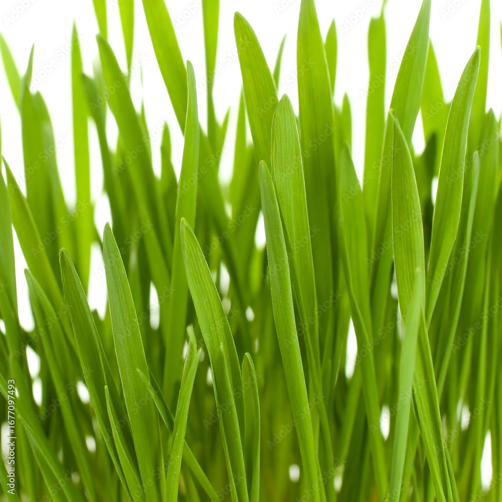 Fototapeta premium Close-up of vibrant green grass