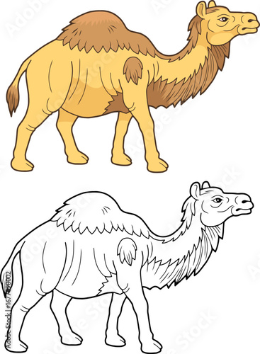 african camel, coloring page for kids