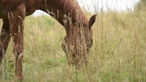 Brown domestic horse grazing in a meadow with long grass on a pasture in the rural countryside in Germany, Europe