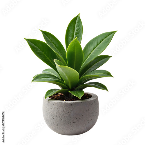 A potted plant with glossy dark green leaves in a light gray concrete pot, setting off its natural beauty against a stark black background; nature, simplicity, tranquility, modern minimalism concept.