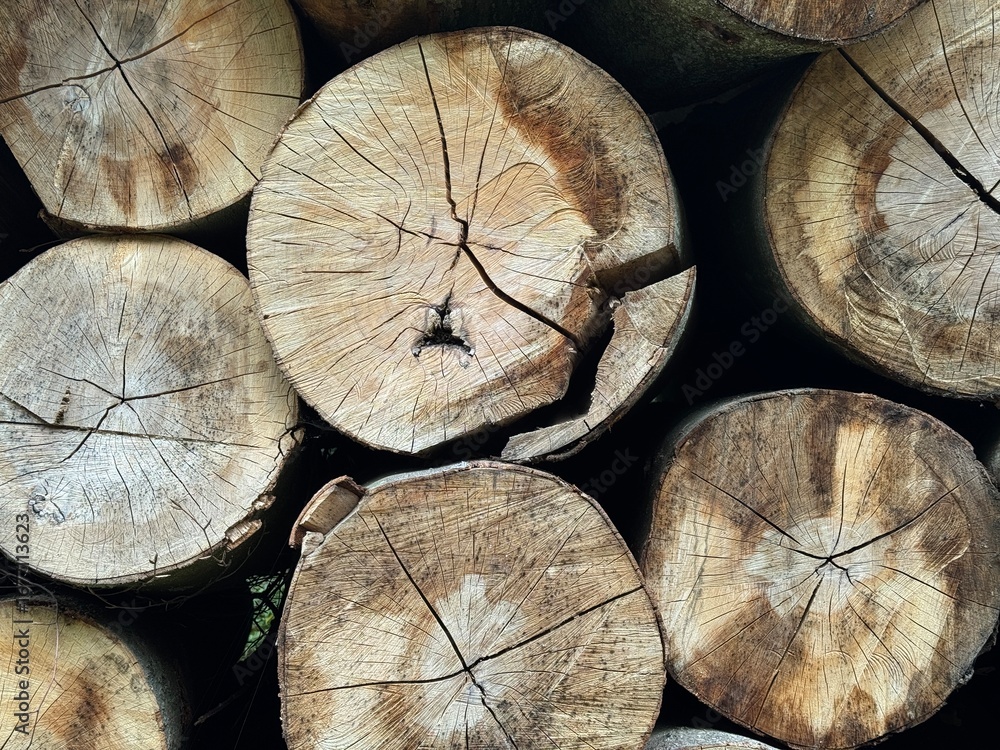 Naklejka premium Close-up of stacked tree logs with visible growth rings, cracks, and textured wooden surfaces in earthy tones.