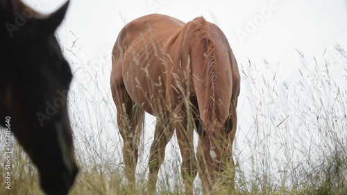 Two domestic brown horses grazing in a meadow with long grass on a pasture in the rural countryside in Germany, Europe