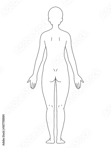 解剖学的正位　女性　背面　線画