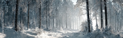 Wallpaper Mural Snowy forest path, frosted trees Torontodigital.ca